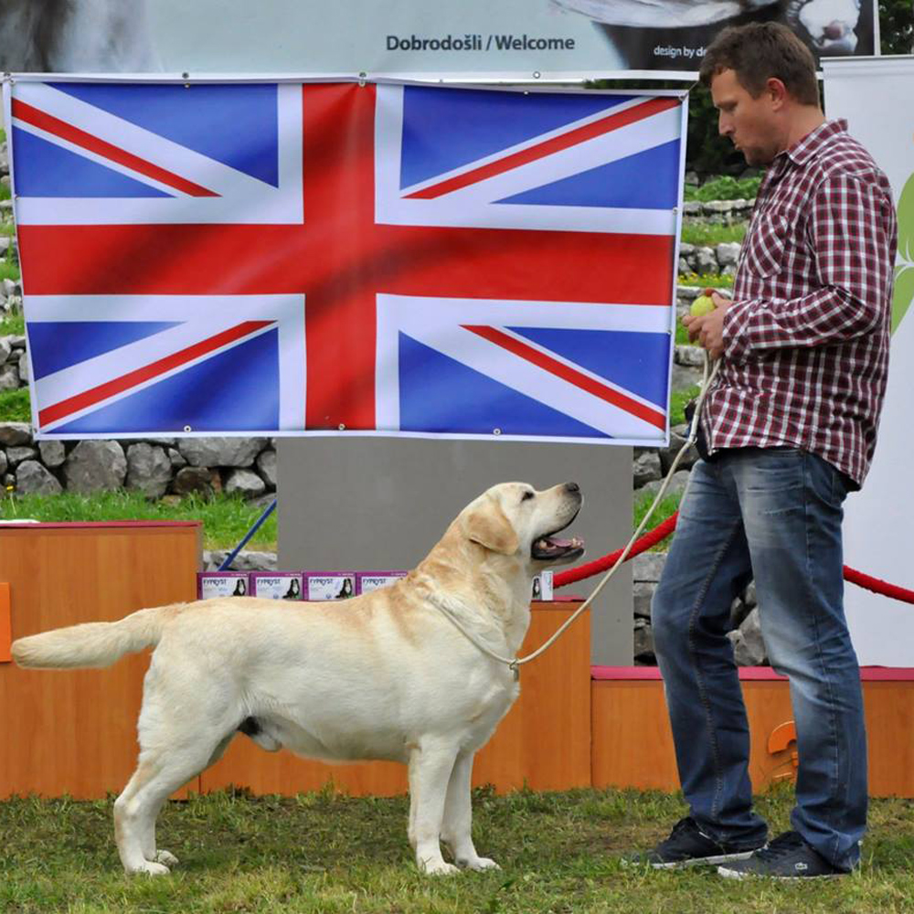 Izložba-bijeli-pas-1