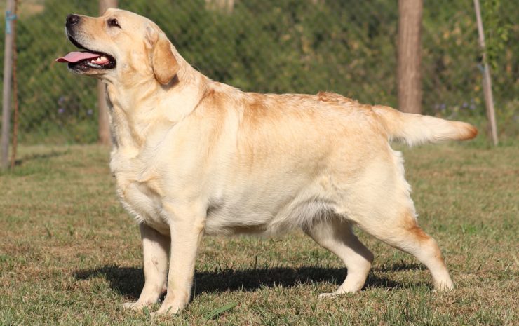 1---žuta-ženka-tijelo