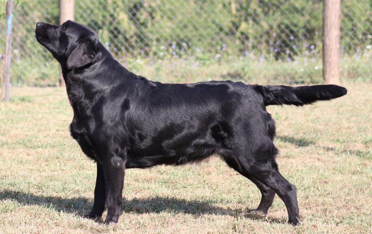 4---crna-ženka-tijelo