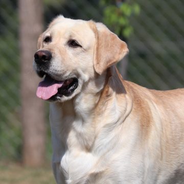 5---žuti-mužjak-glava