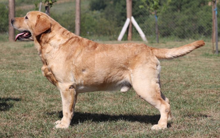 6---žuti-pas-tijelo